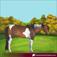 Horse Color:Bay Tobiano 