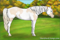Horse Color:Buckskin Roan Pearl and Buckskin Roan Pearl Appaloosa