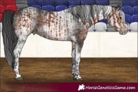 Horse Color:Brown  and White Spotted Black 