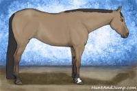 Horse Color:Buckskin Dun 