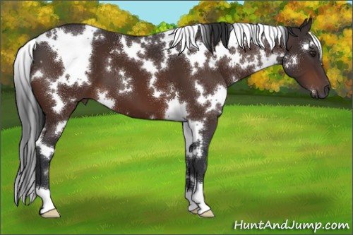 Horse Color:White Spotted Brown 