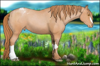 Horse Color:Bay Pearl Appaloosa  and Bay Pearl Appaloosa 