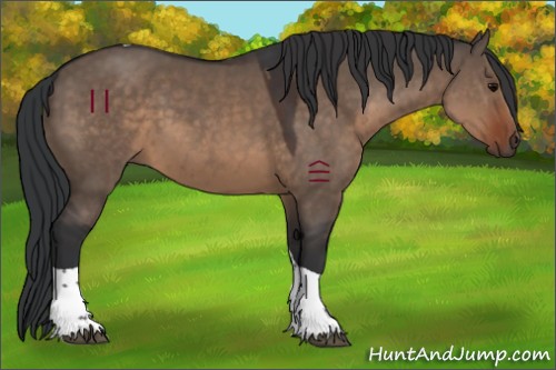 Horse Color:Brown Dun Tobiano 