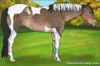 Horse Color:Brown Dun Tobiano 