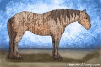 Horse Color:Bay Appaloosa and Amber Champagne Appaloosa