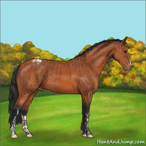 Horse Color:Bay Varnish  and Bay Varnish 