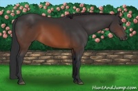 Horse Color:Brown 