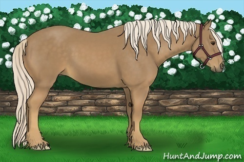 Horse Color:Palomino 