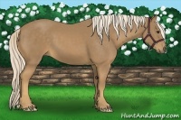 Horse Color:Palomino 