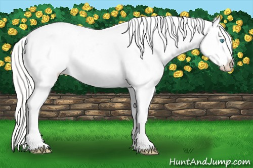 Horse Color:Cremello Appaloosa