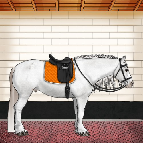 Horse Color:Grullo Appaloosa  and Grullo Appaloosa 