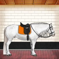 Horse Color:Grullo Appaloosa and Grullo Appaloosa