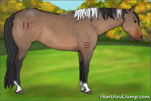 Horse Color:Brown Dun Tobiano 