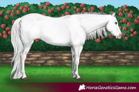 Horse Color:Platinum Palomino Dun Splash Appaloosa 