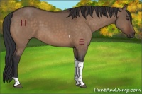 Horse Color:Brown Dun Tobiano 