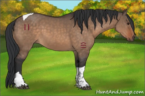 Horse Color:Brown Dun Tobiano