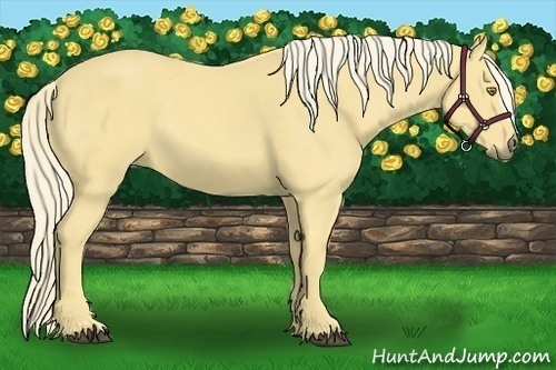 Horse Color:Palomino