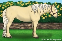 Horse Color:Palomino