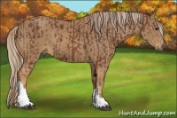 Horse Color:Chestnut and Palomino