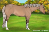 Horse Color:Silver Bay Dun 