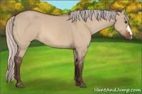 Horse Color:Silver Bay Dun 