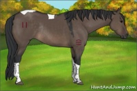 Horse Color:Brown Dun Tobiano Rabicano