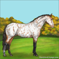 Horse Color:Bay Appaloosa  and Bay Frame Appaloosa 