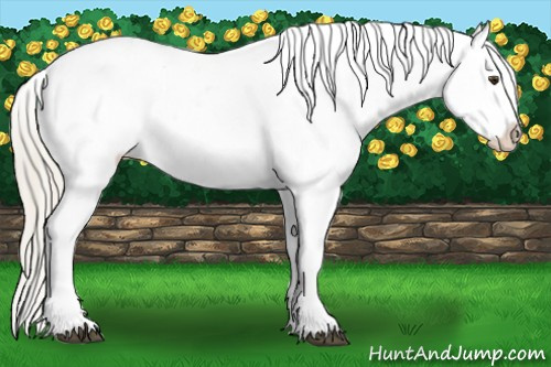 Horse Color:Palomino Appaloosa 