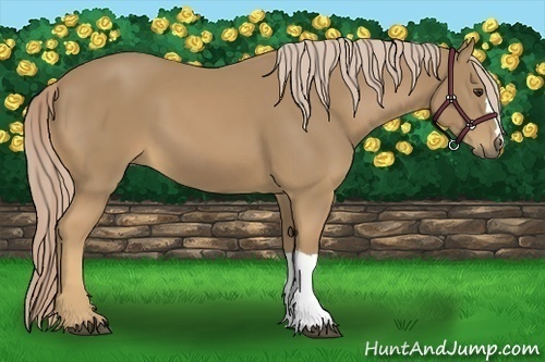 Horse Color:Palomino