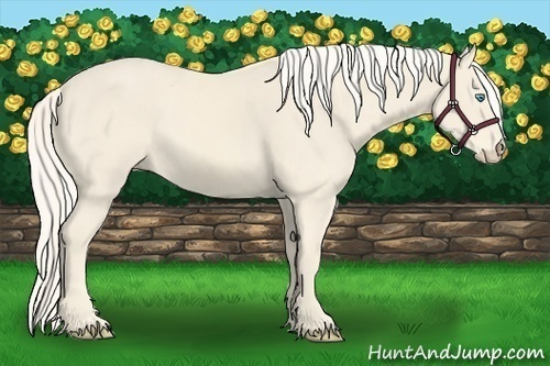 Horse Color:Cremello 
