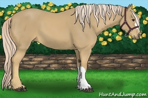 Horse Color:Palomino 