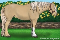 Horse Color:Palomino 