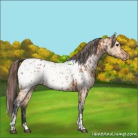 Horse Color:Bay Appaloosa  and Bay Dun Appaloosa 