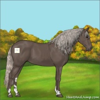 Horse Color:Silver Black Tobiano 