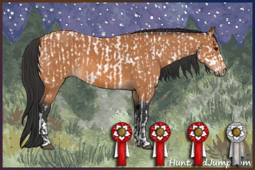 Horse Color:Bay Appaloosa  and Bay 