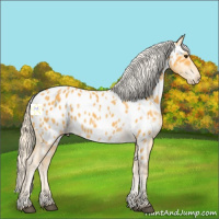 Horse Color:Palomino Appaloosa 