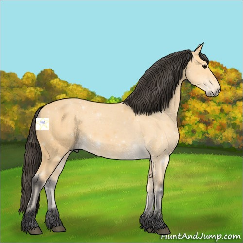 Horse Color:Buckskin 