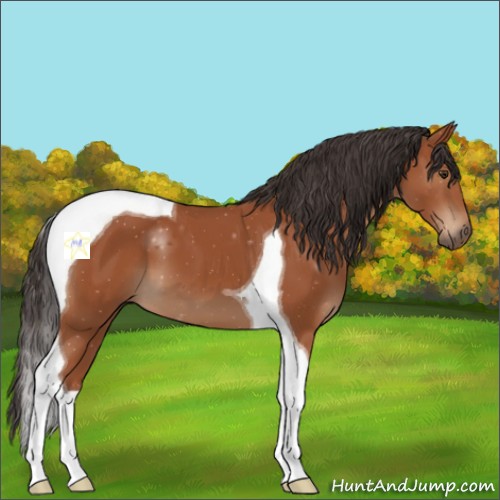 Horse Color:Bay Tobiano 