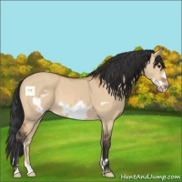 Horse Color:Bay Dun Frame 