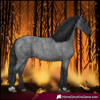 Horse Color:Blue Roan Rabicano 