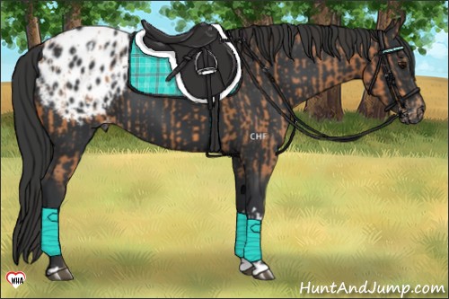 Horse Color:Bay Appaloosa  and Black Appaloosa 
