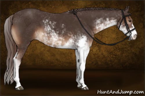 Horse Color:Liver Chestnut Sabino 