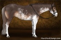 Horse Color:Liver Chestnut Sabino