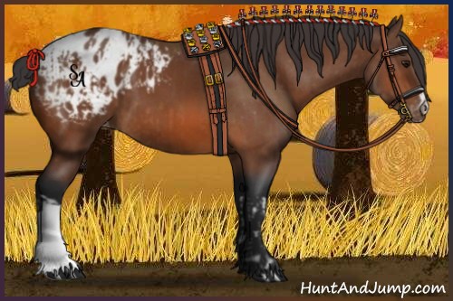 Horse Color:Bay Appaloosa  and Bay Appaloosa 