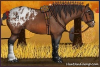 Horse Color:Bay Appaloosa and Bay Appaloosa