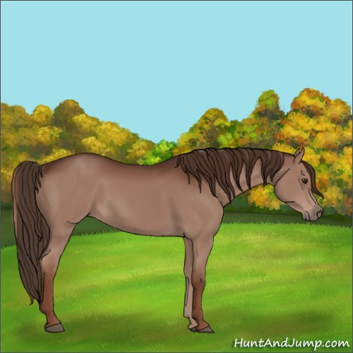 Horse Color:Liver Chestnut 