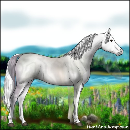 Horse Color:Gray Grullo Pearl Sabino Blanket