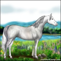 Horse Color:Gray Grullo Pearl Sabino Blanket 
