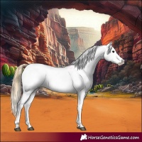 Horse Color:Black Appaloosa  and Smoky Black Appaloosa 