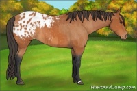 Horse Color:Bay Appaloosa and Bay Appaloosa